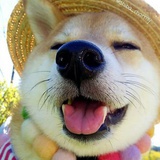 A Dog