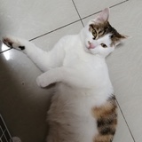 欧尼酱