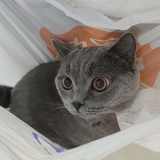 dora
