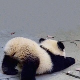 舞舞