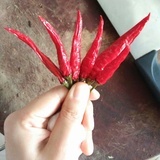 九思居