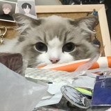 红豆馅饼一号