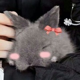 菜兮兮