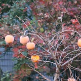 只想当普通用户