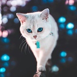 一只在思考的猫