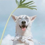 听说豆瓣更荔枝
