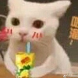 猫咪某人