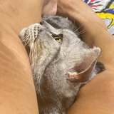 猫神东东降临