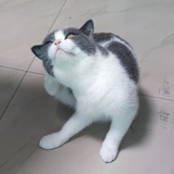 树酱