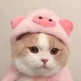 夙鸳