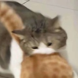 狗狗喵喵喵
