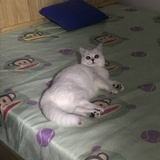 丸子憨憨