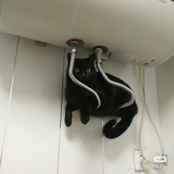 三眼貓