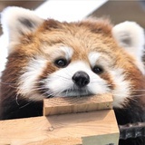 瑞德·潘·摩多