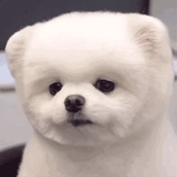 灌汤包
