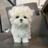 妮妮想暴富