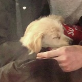 头芋酱