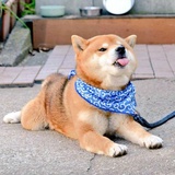筱樱子