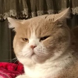 渡渡