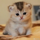 一只吃瓜的猫