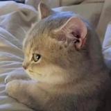 贝少芬