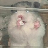电动小马达