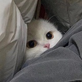 带只猫