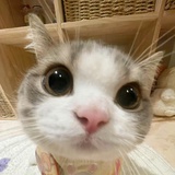 伪青