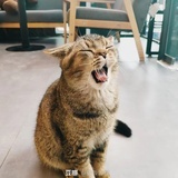 绍宇的绍