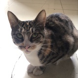 奏曝野人