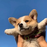 麦冬Oph