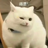 小新