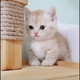 小琦