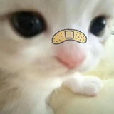 炡的狗