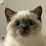 四季春三分甜