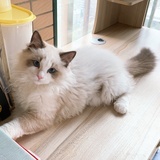 拥有猫小姐的咪