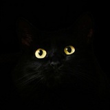 黑猫