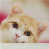 小豆子