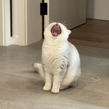 乌江鱼仔