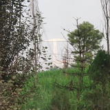 三分柯