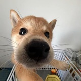 ท