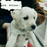 咪弥芈觅