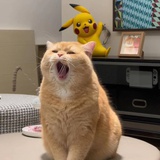 叡