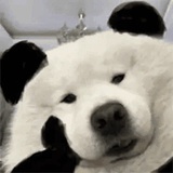 罗二周