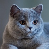 猫了糊涂