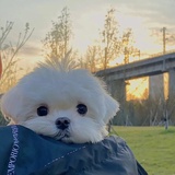 嘟哩个嘟哩个嘟