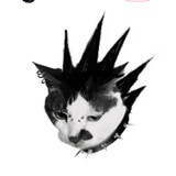 哥特猫