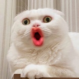 瞌睡虫