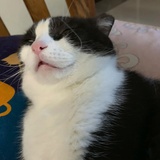九重猫