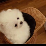 会当凌绝顶瓜瓜